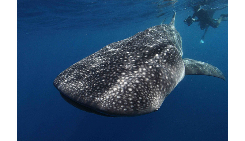 How Old Are Whale Sharks Nuclear Bomb Legacy Reveals Their Age 
